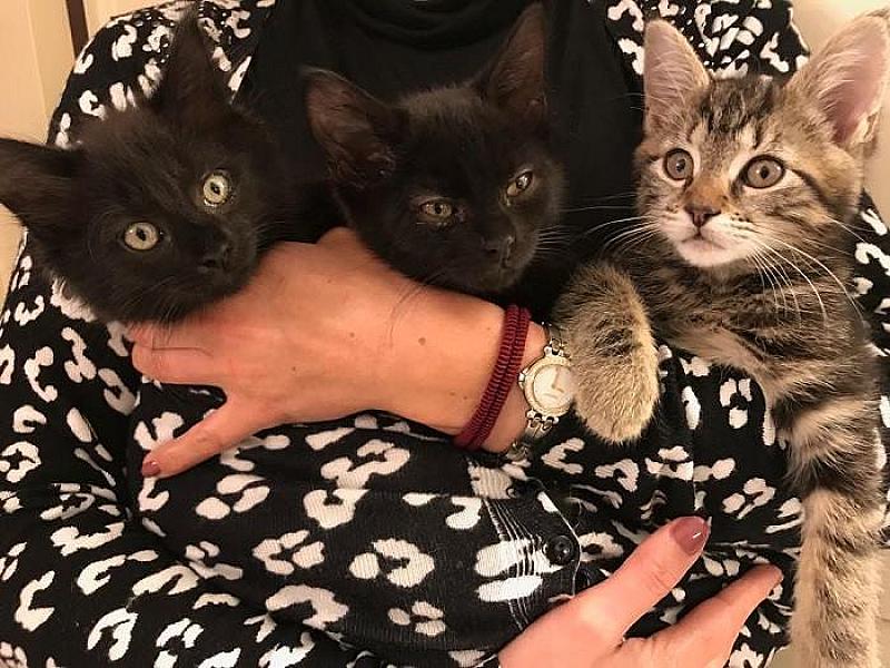Kattenpraat