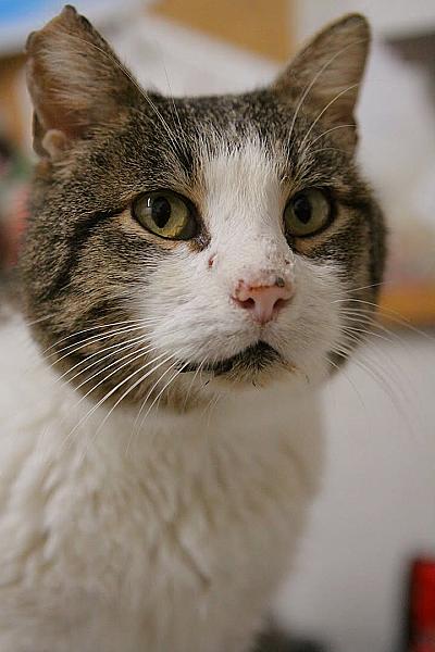 Kattenpraat