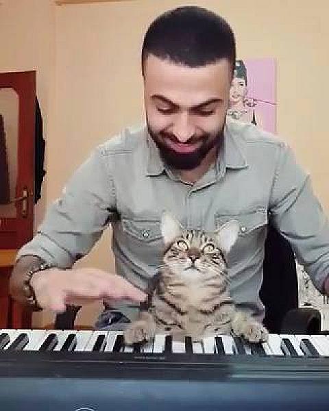 Kattenpraat