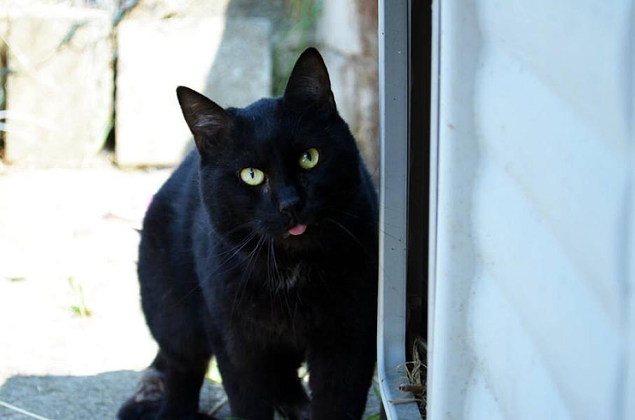 Kattenpraat