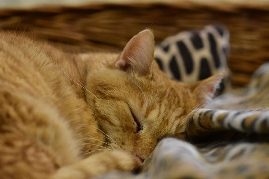 Kattenpraat