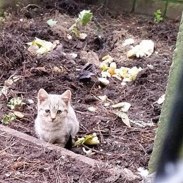 Kattenpraat