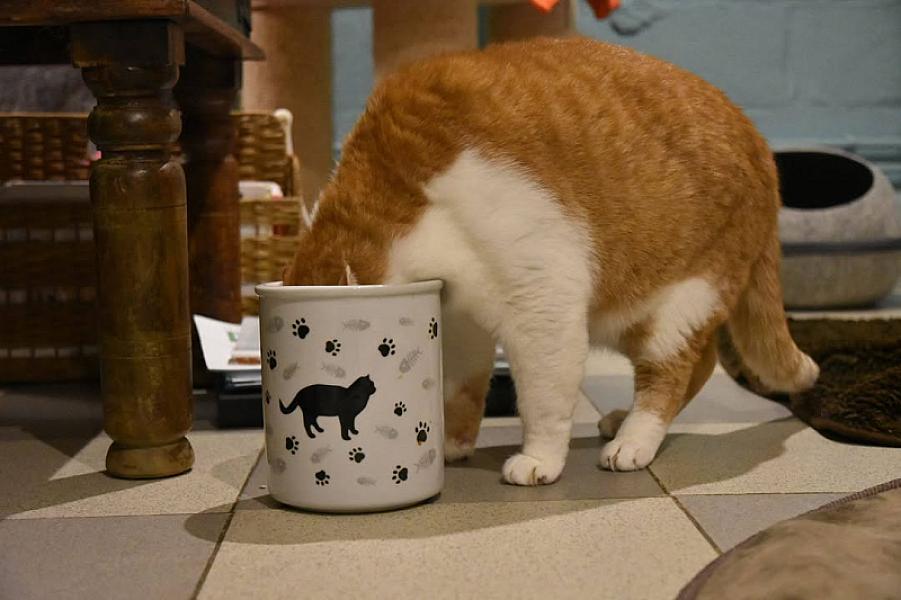 Kattenpraat