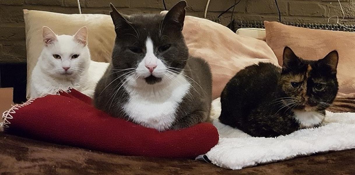 Kattenpraat