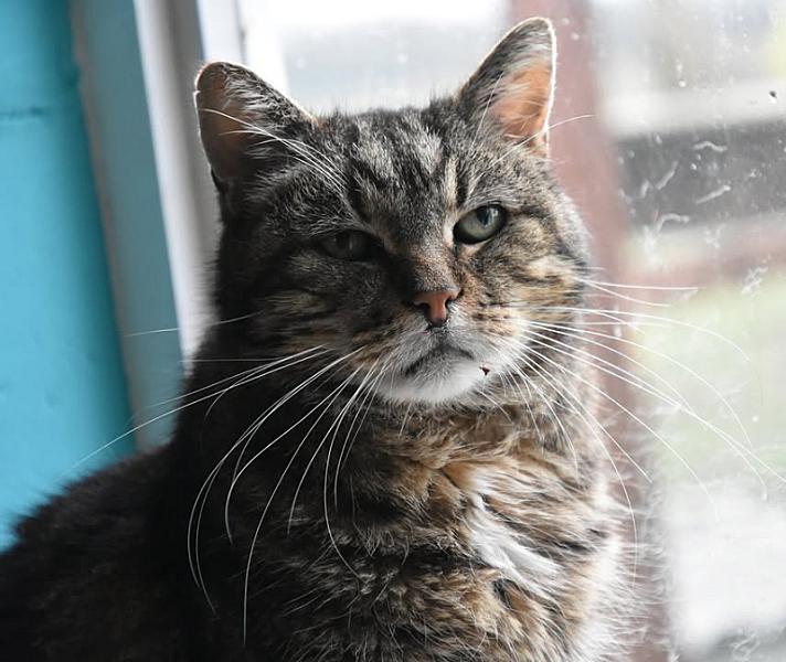Kattenpraat