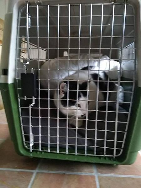 Kattenpraat