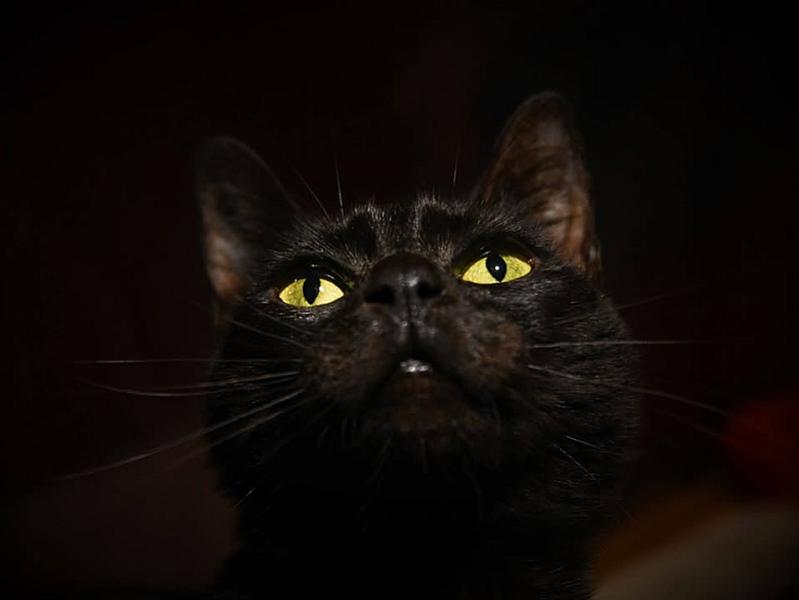 Kattenpraat