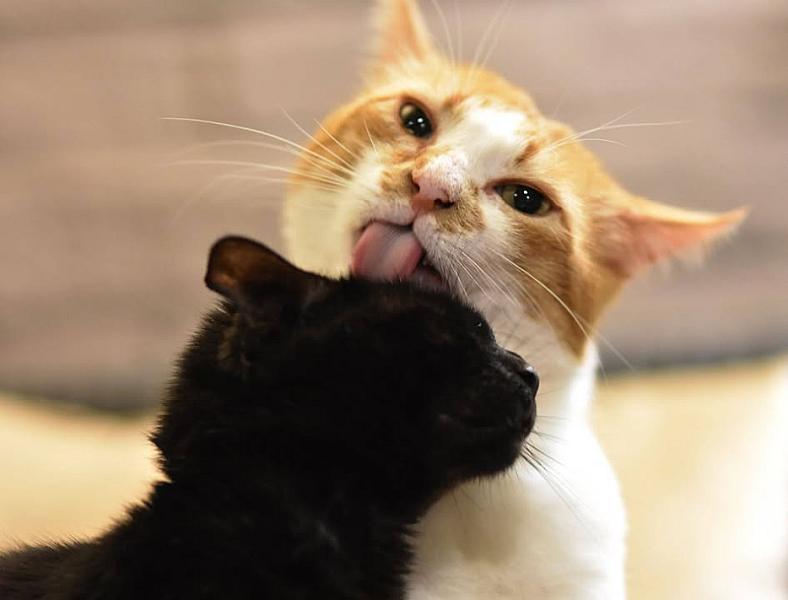 Kattenpraat