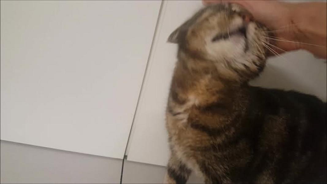 Kattenpraat