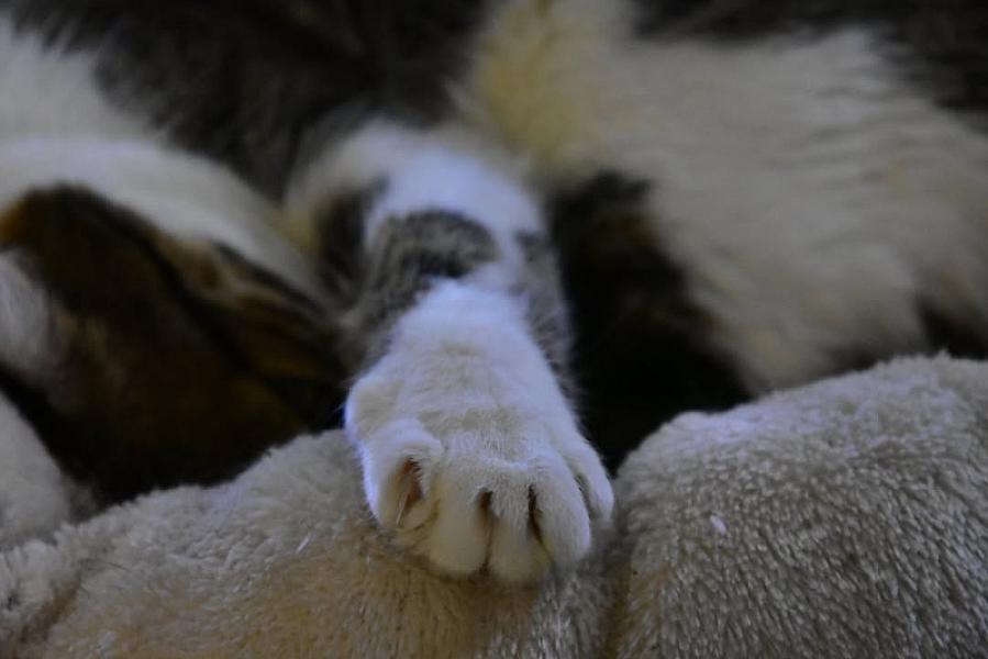 Kattenpraat