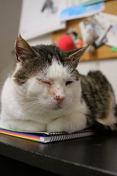 Kattenpraat