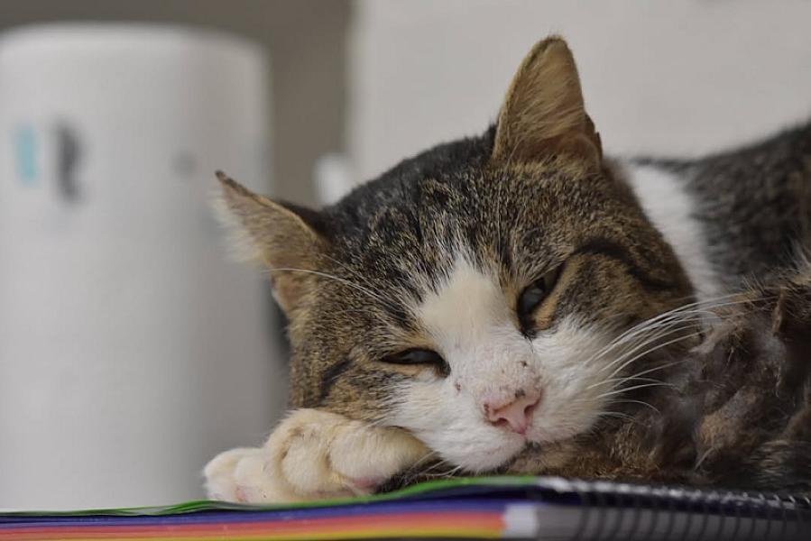 Kattenpraat