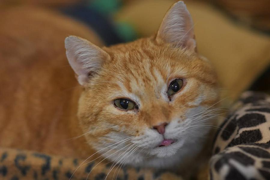 Kattenpraat