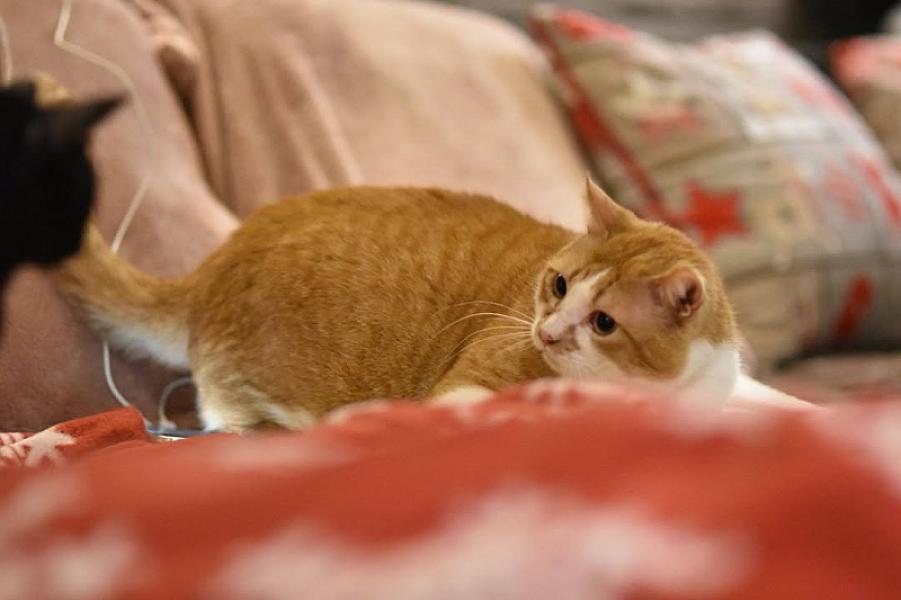 Kattenpraat
