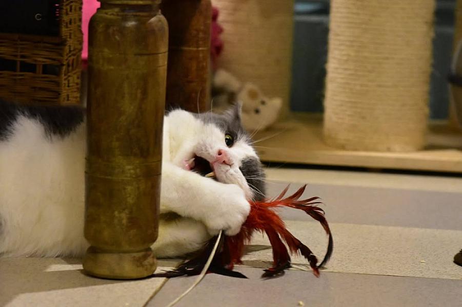 Kattenpraat