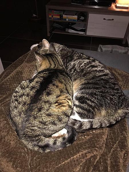 Kattenpraat