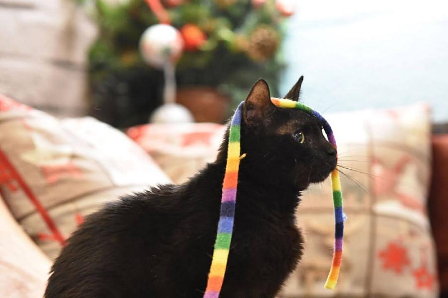 Kattenpraat