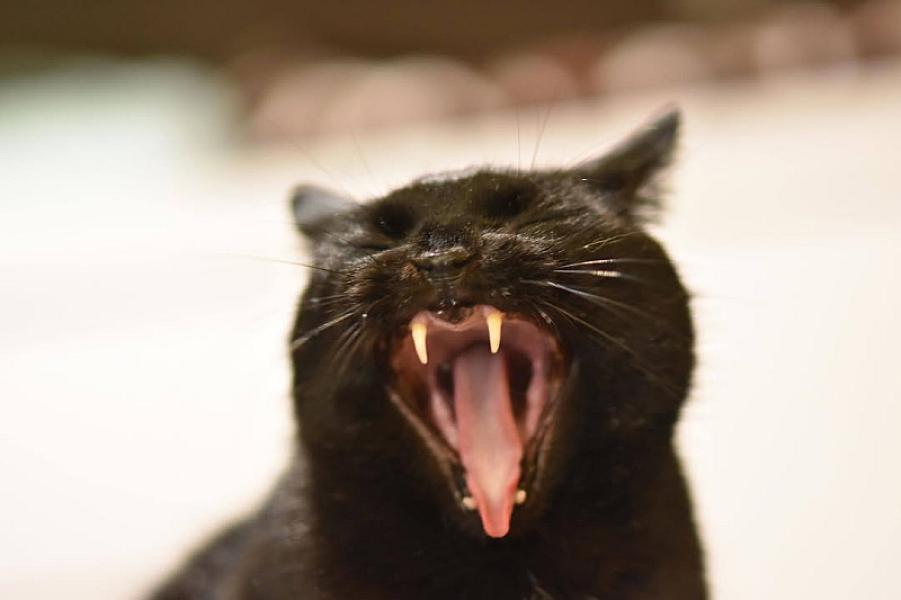 Kattenpraat