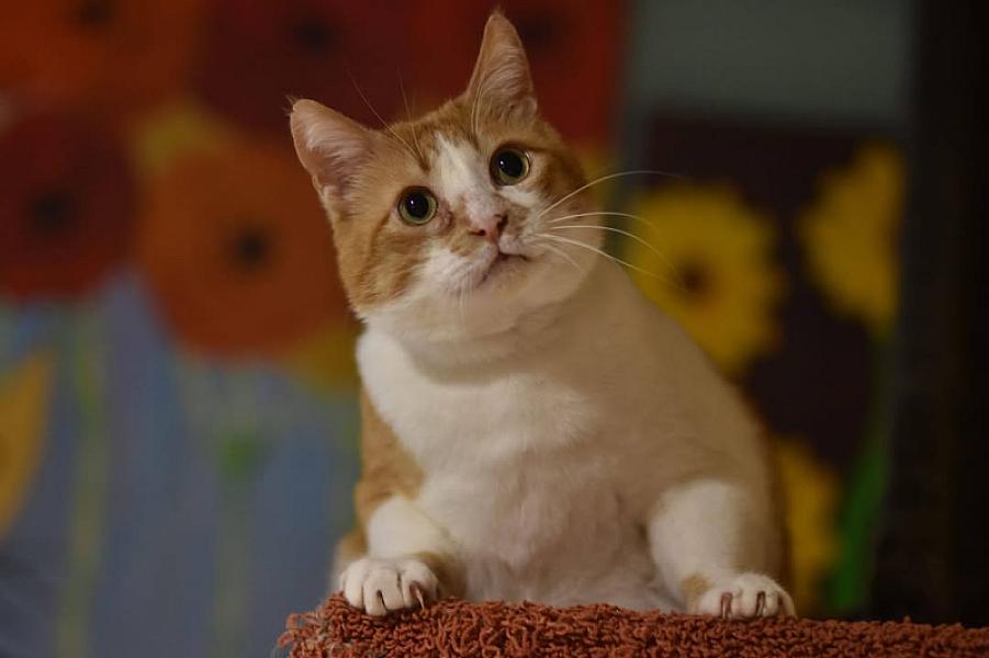 Kattenpraat