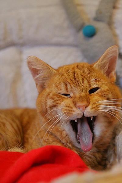 Kattenpraat