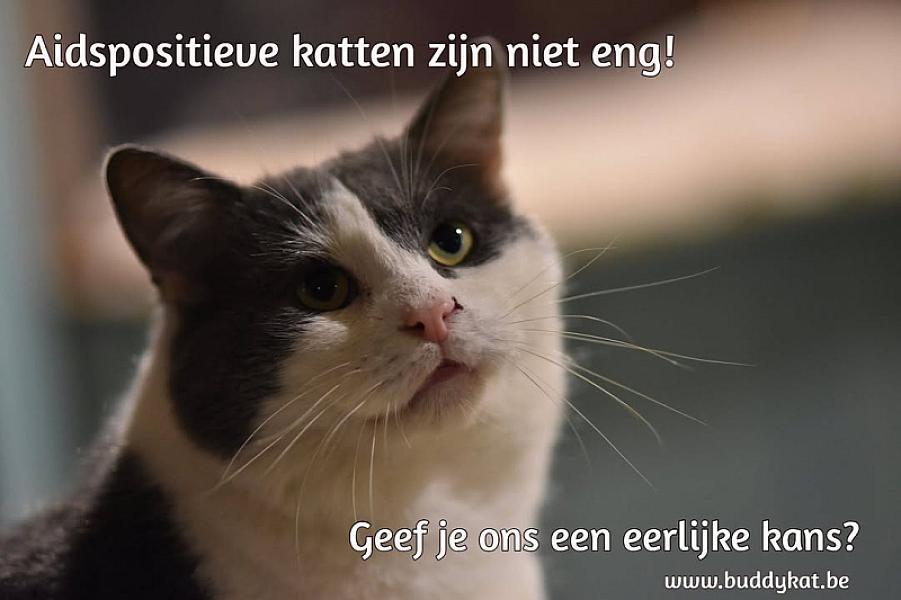 Kattenpraat