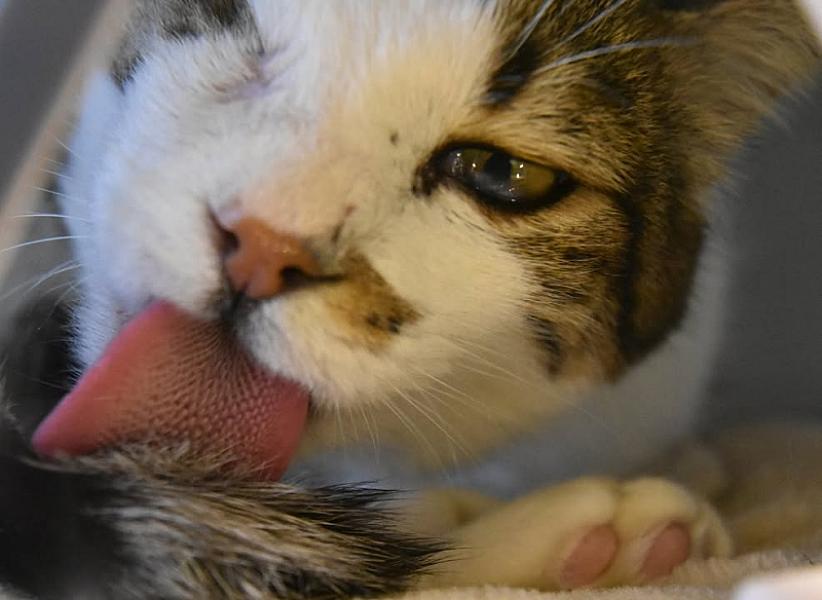 Kattenpraat