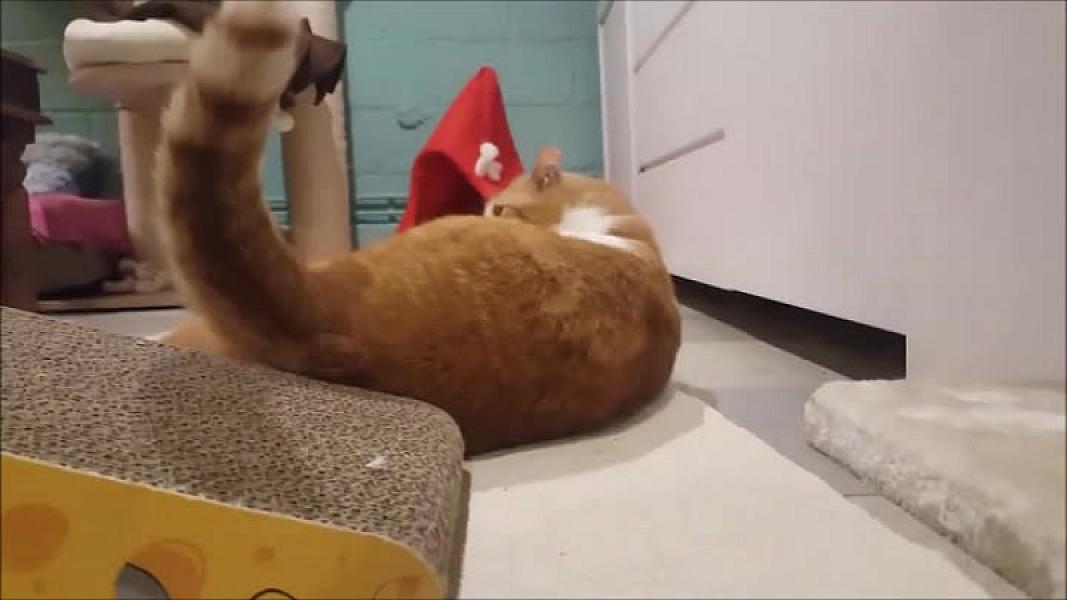 Kattenpraat