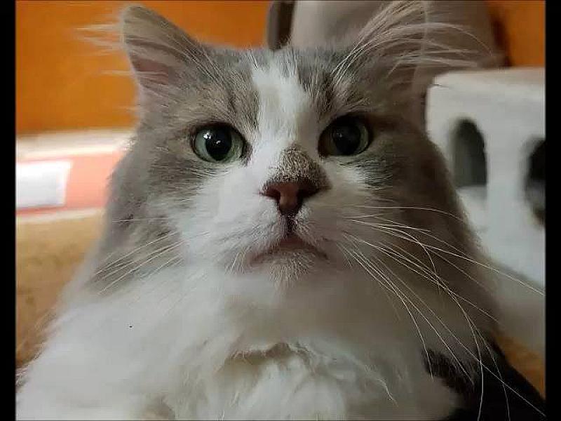 Kattenpraat
