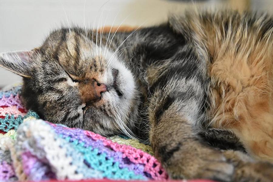 Kattenpraat