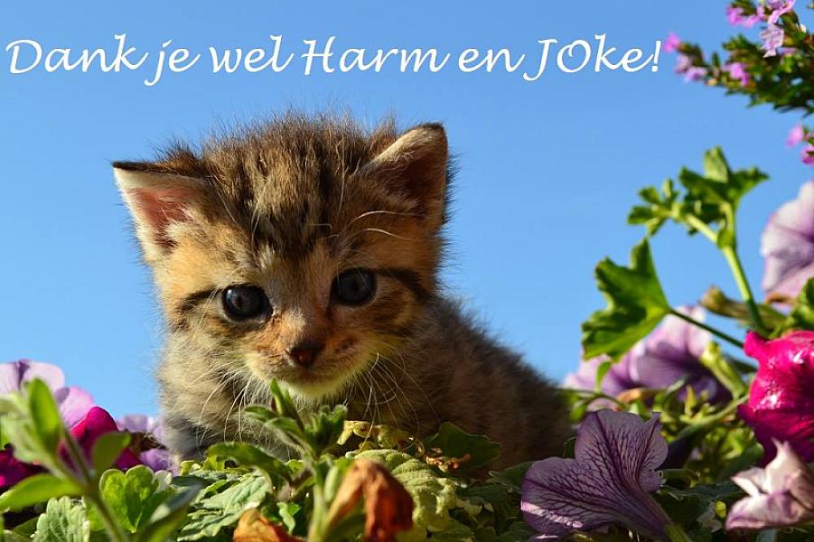 Kattenpraat