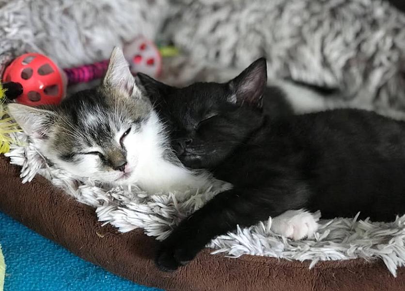 Kattenpraat