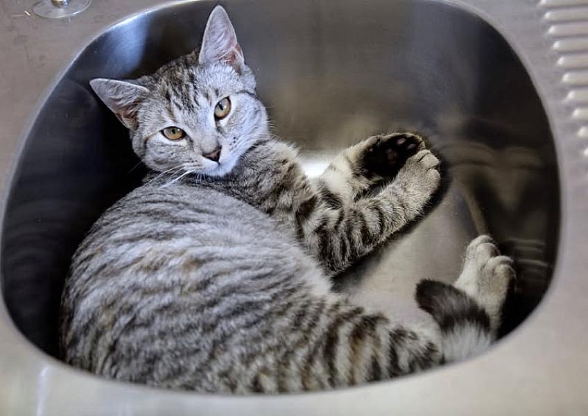 Kattenpraat