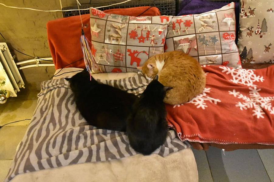 Kattenpraat