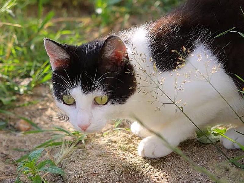 Kattenpraat