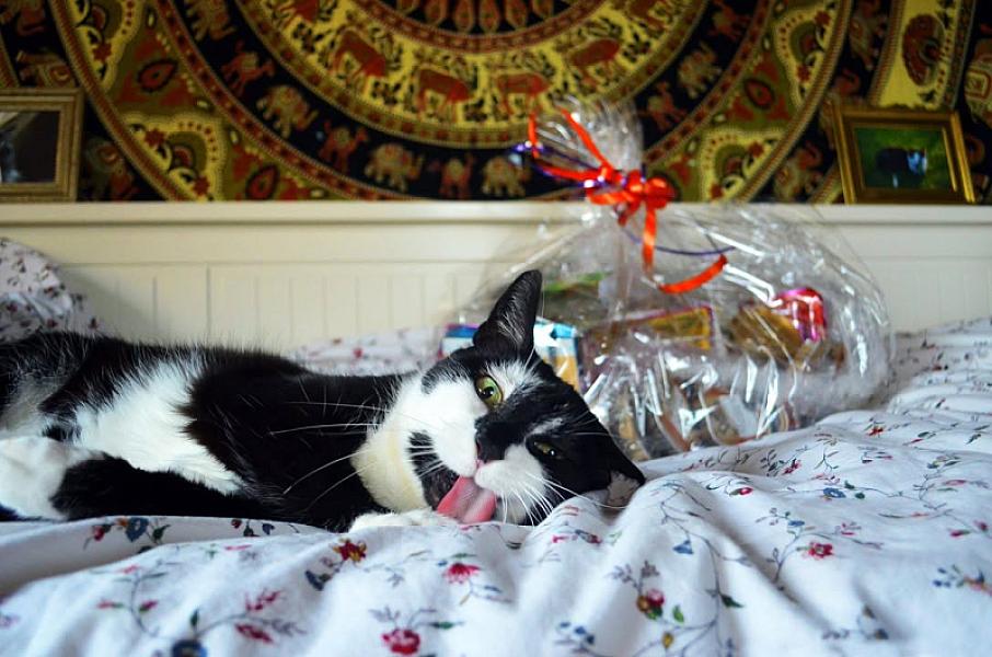 Kattenpraat