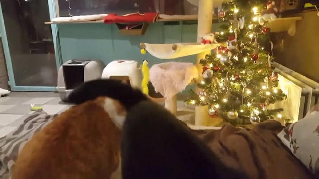 Kattenpraat