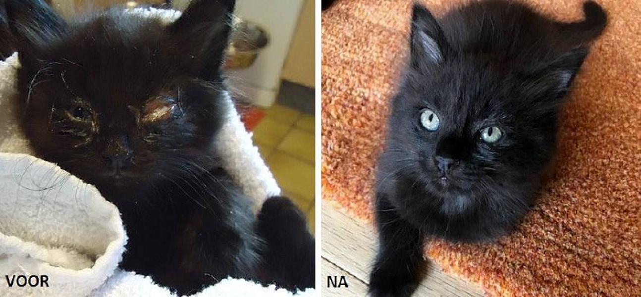 Kattenpraat