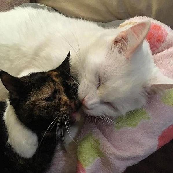 Kattenpraat