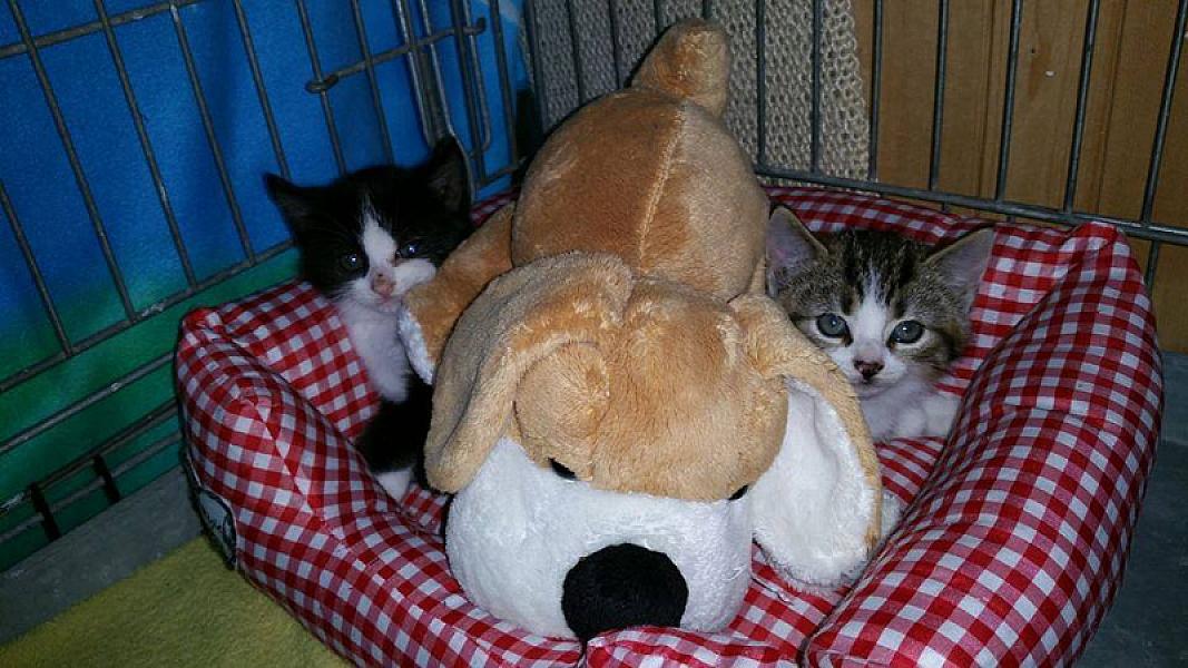 Kattenpraat