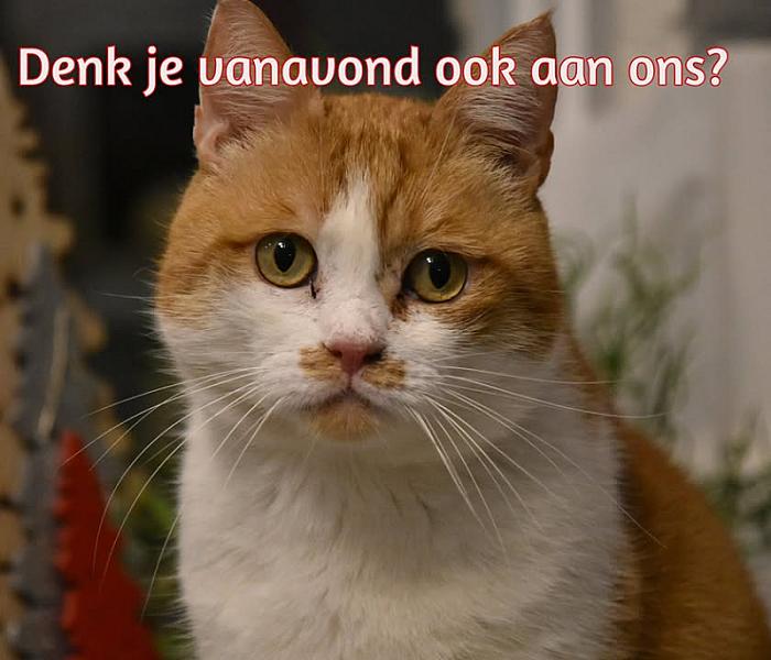 Kattenpraat