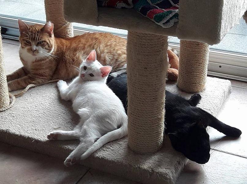 Kattenpraat