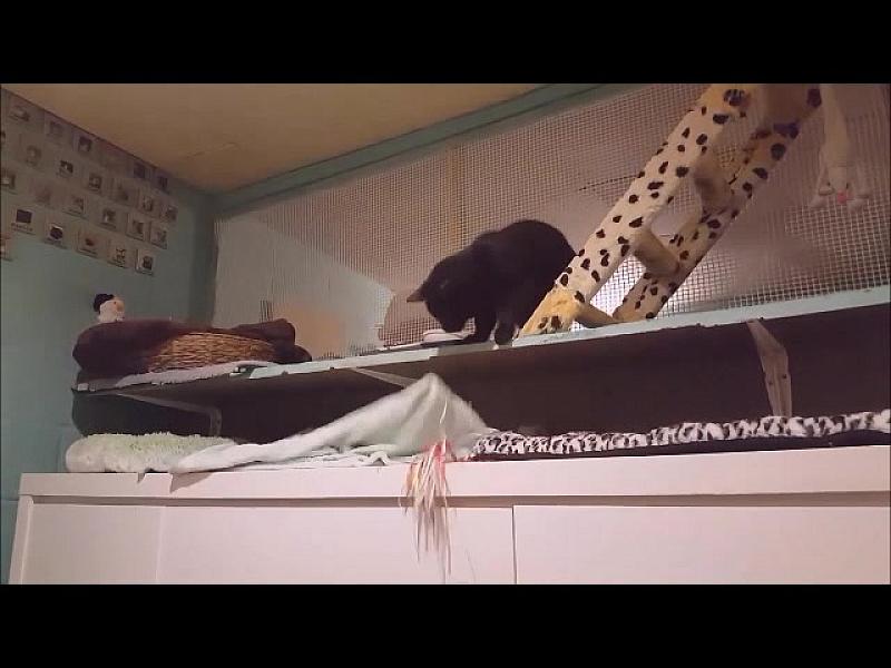 Kattenpraat