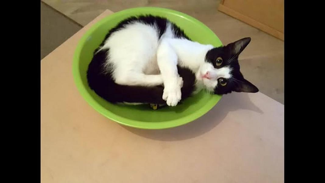 Kattenpraat