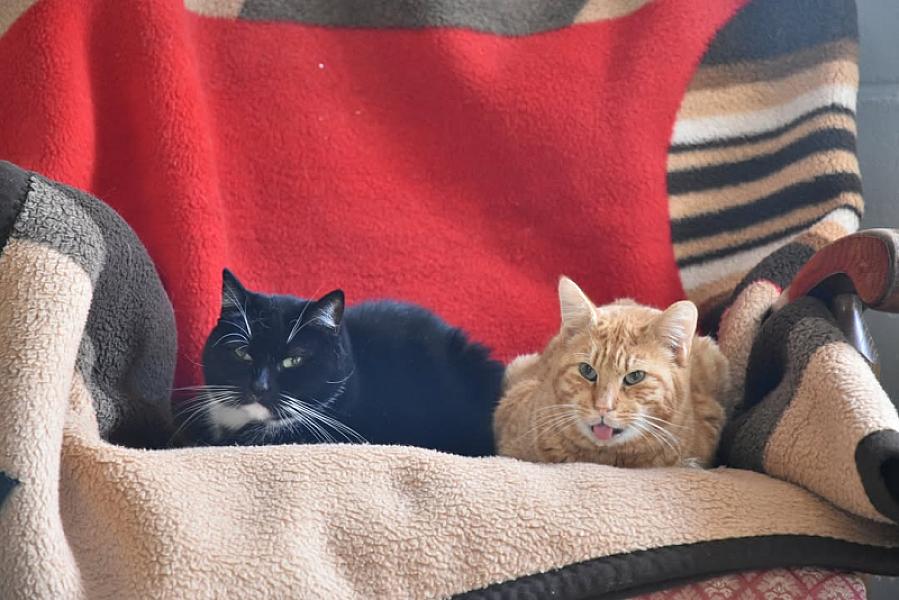Kattenpraat