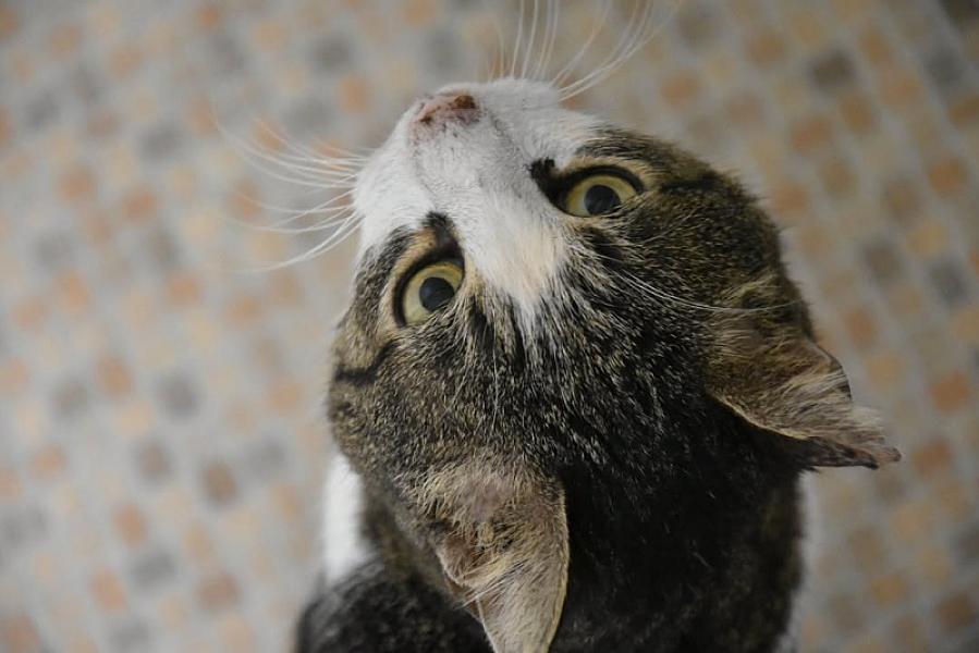 Kattenpraat