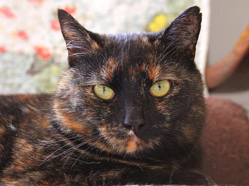 Kattenpraat
