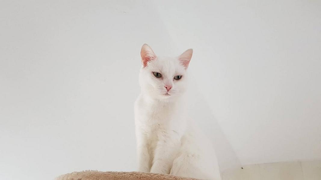 Kattenpraat
