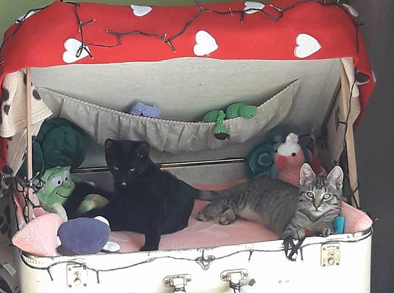 Kattenpraat