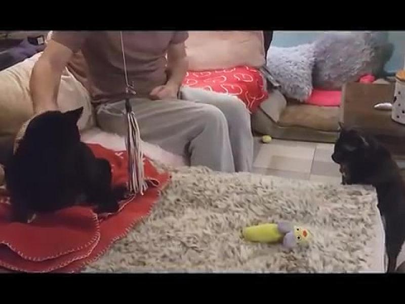 Kattenpraat