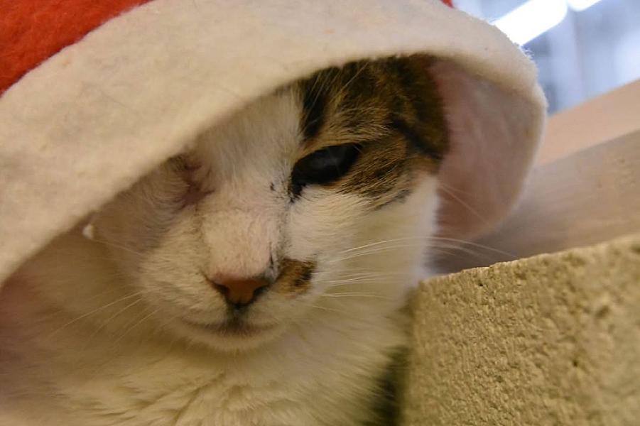 Kattenpraat